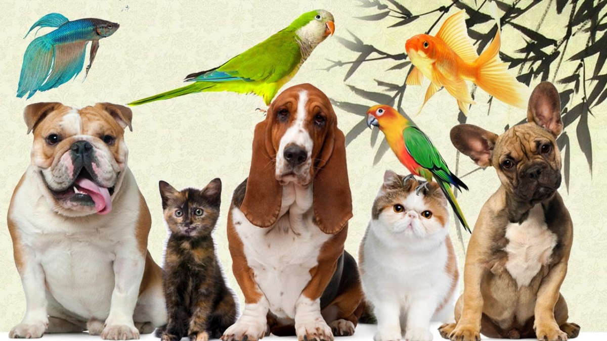 Pet Shop Vitória 